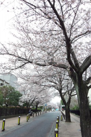 サンアゼリア付近の桜