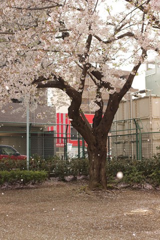 桜も散り始めた