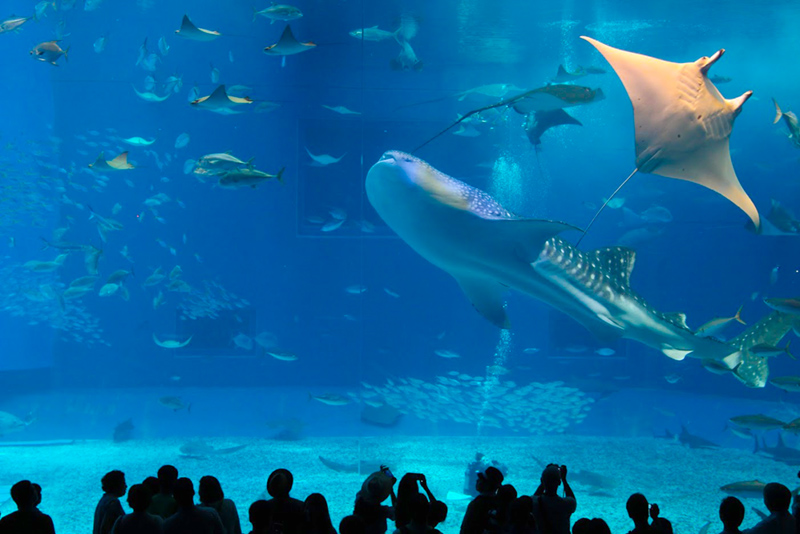 美ら海水族館