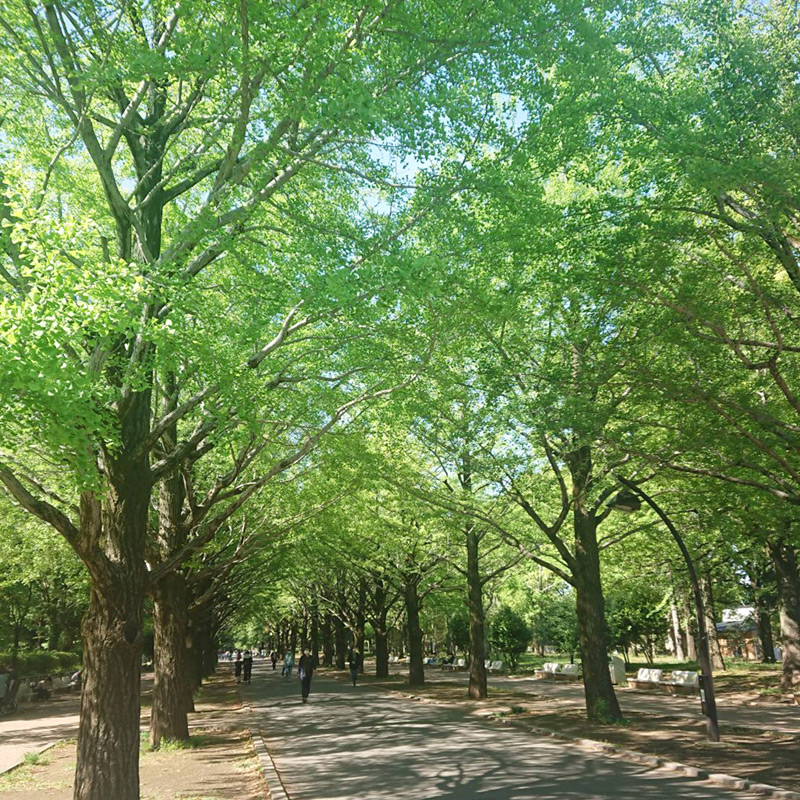 光が丘公園は新緑の季節